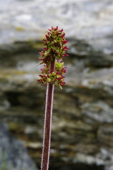 Micranthes hieraciifolia