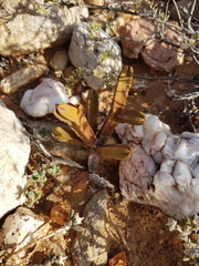Crassula pyramidalis