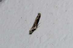 Hypatima