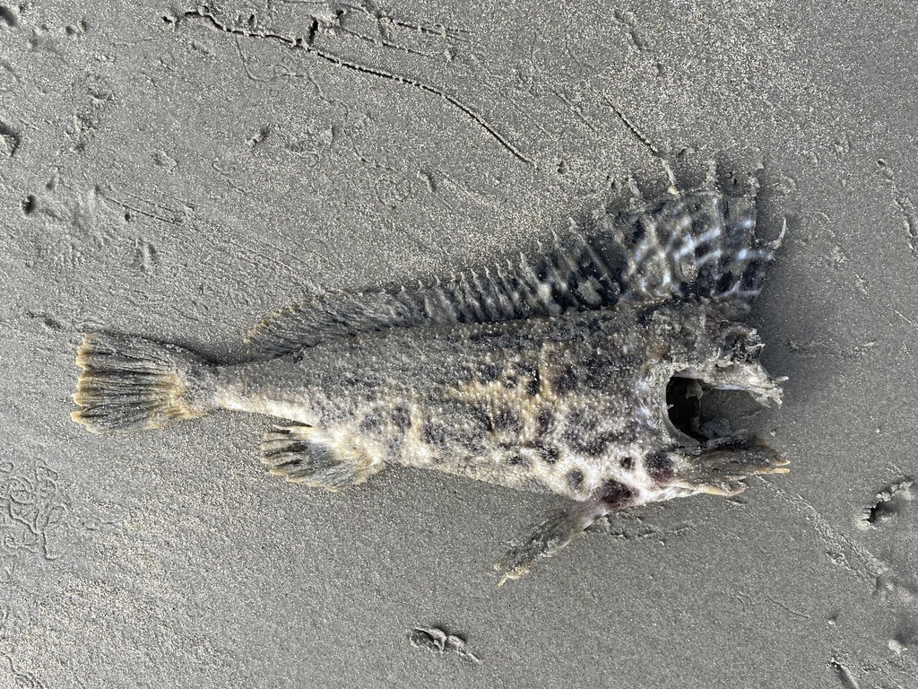 Spinenose horsefish (Congiopodus spinifer) — Congiopodidae