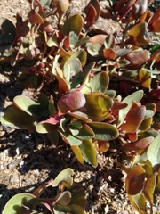 Crassula multicava multicava