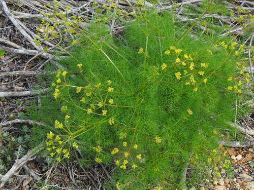 Image of Prangos trifida by (c) Duarte Frade, some rights reserved (CC BY)