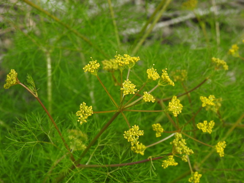 Image of Prangos trifida by (c) Duarte Frade, some rights reserved (CC BY)