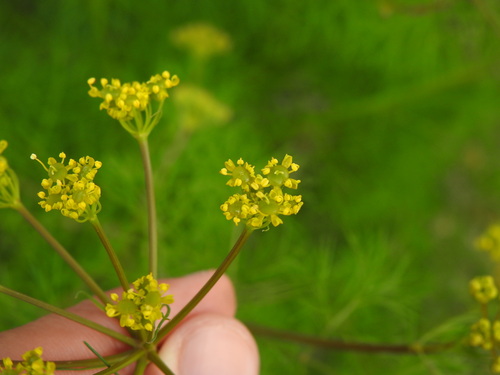 Image of Prangos trifida by (c) Duarte Frade, some rights reserved (CC BY)
