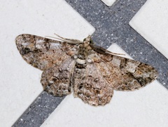Cleora alienaria