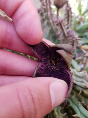 Tridentea gemmiflora