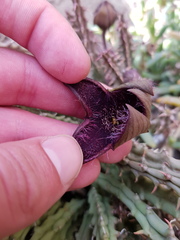 Tridentea gemmiflora