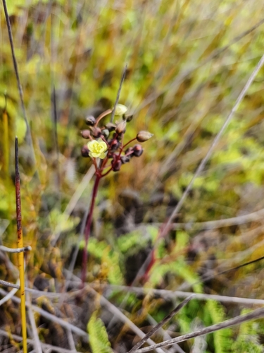 Drosera binata