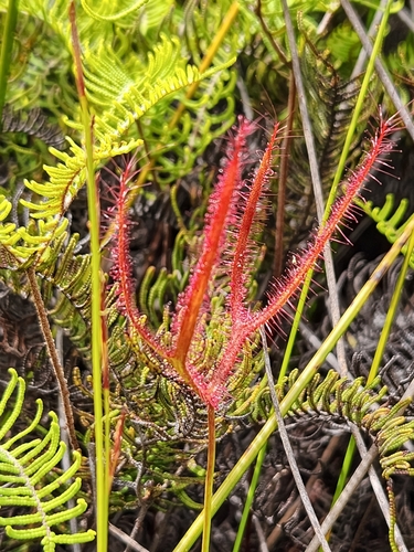 Drosera binata
