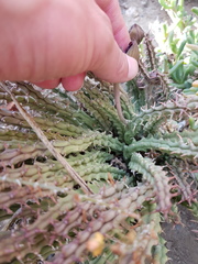 Tridentea gemmiflora