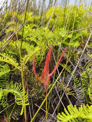 Drosera binata