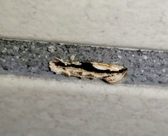 Erechthias atririvis