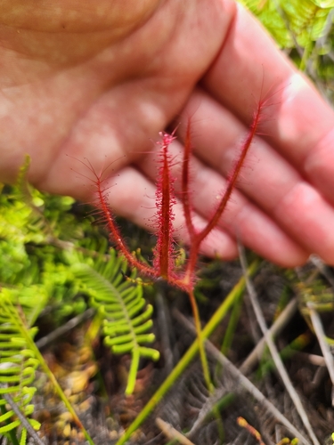 Drosera binata