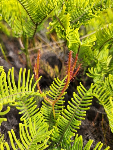 Drosera binata