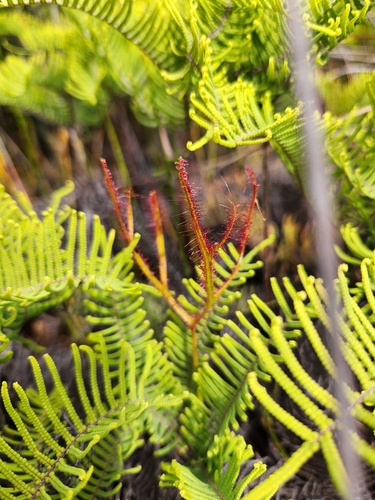 Drosera binata