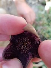 Tridentea gemmiflora