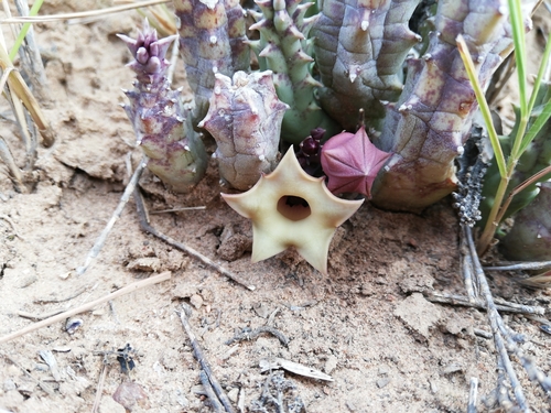 Ceropegia thuretii