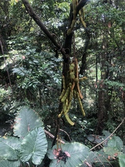 Mucuna macrocarpa