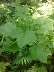 Ribes sanguineum glutinosum
