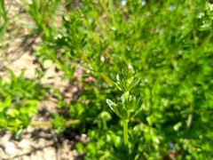 Galium