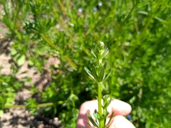 Galium