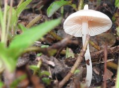 Entoloma murrayi