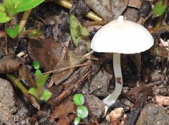 Entoloma murrayi