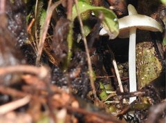 Entoloma murrayi
