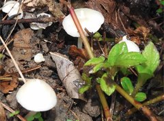 Entoloma murrayi