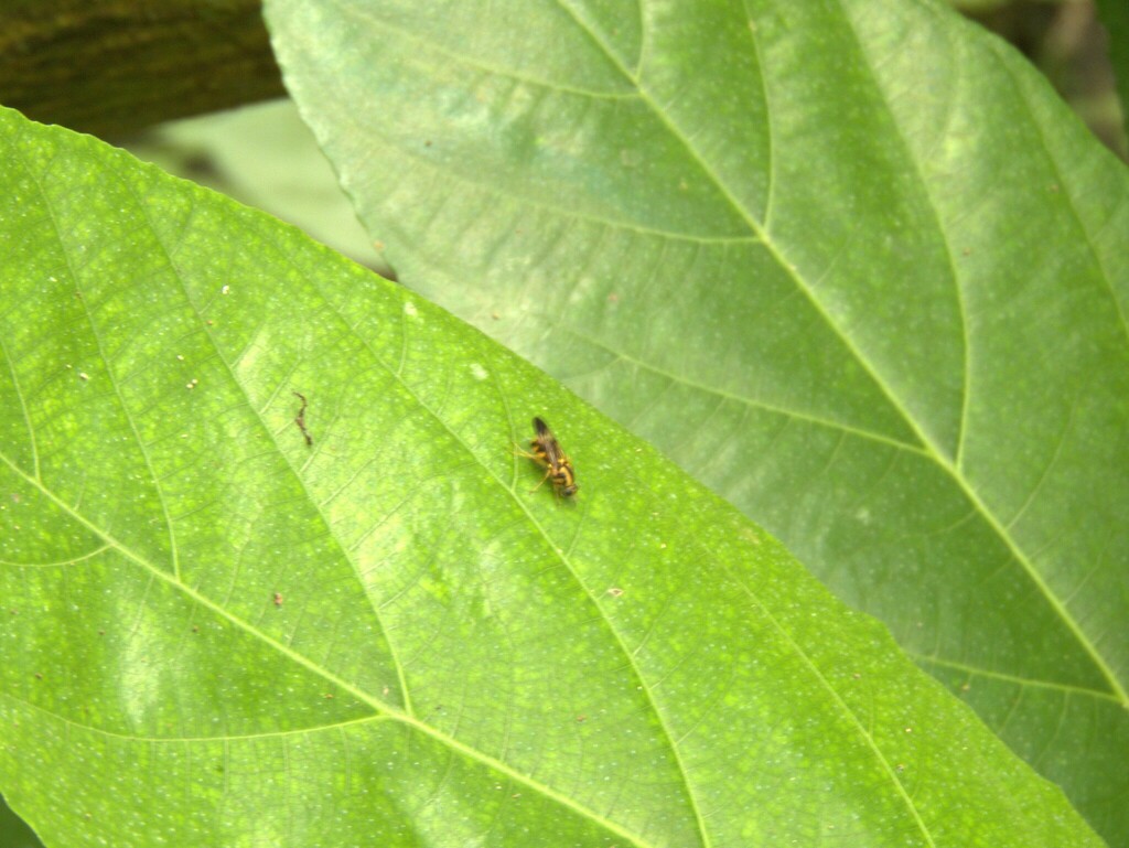 Nigritomyia festinans (Nigritomyia festinans)