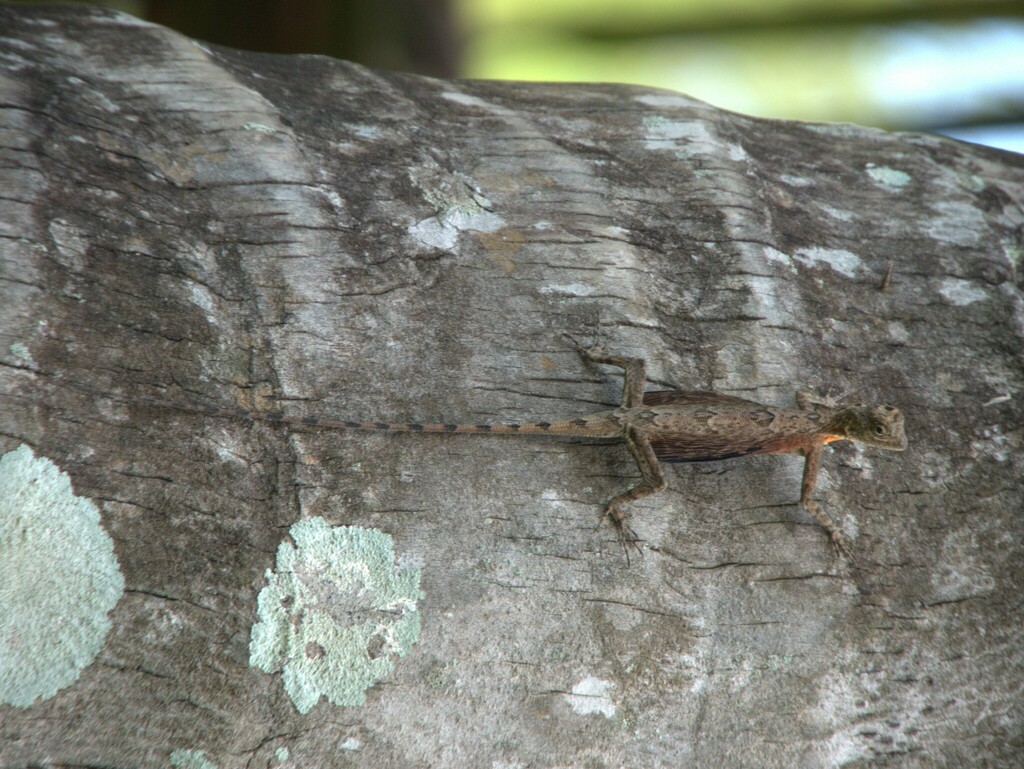 Draco beccarii (Draco beccarii)