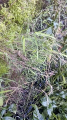 Pogonatherum crinitum