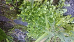 Selaginella ciliaris