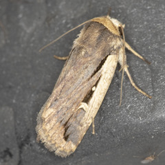 Proteuxoa tortisigna