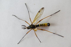 Ctenophora flaveolata