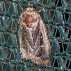 Proteuxoa tortisigna