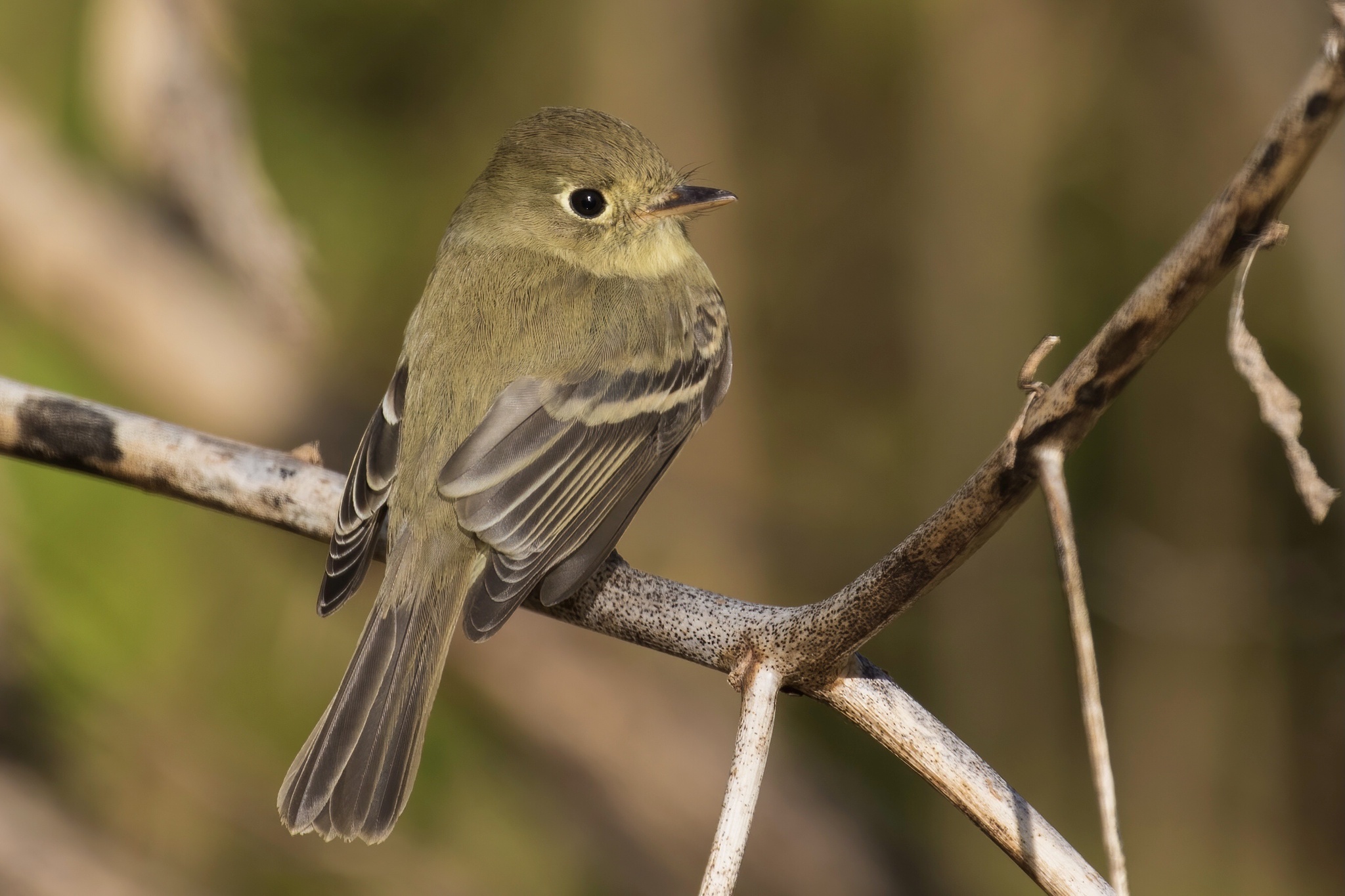 Western Flycatcher (Empidonax difficilis)