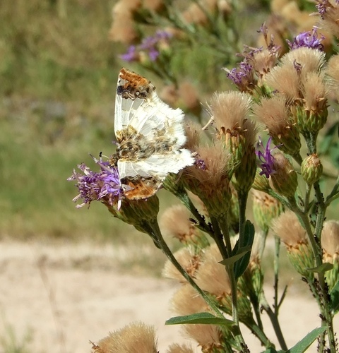 Buff-tipped Skipper