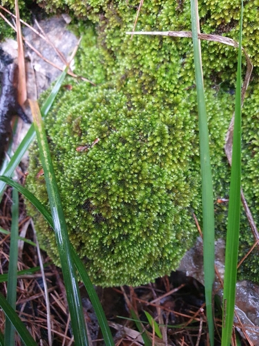 Plasteurhynchium meridionale, 2024-02-25