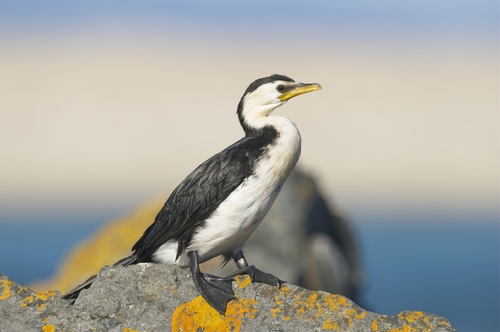 Little Pied Cormorant, photo 4 of 9