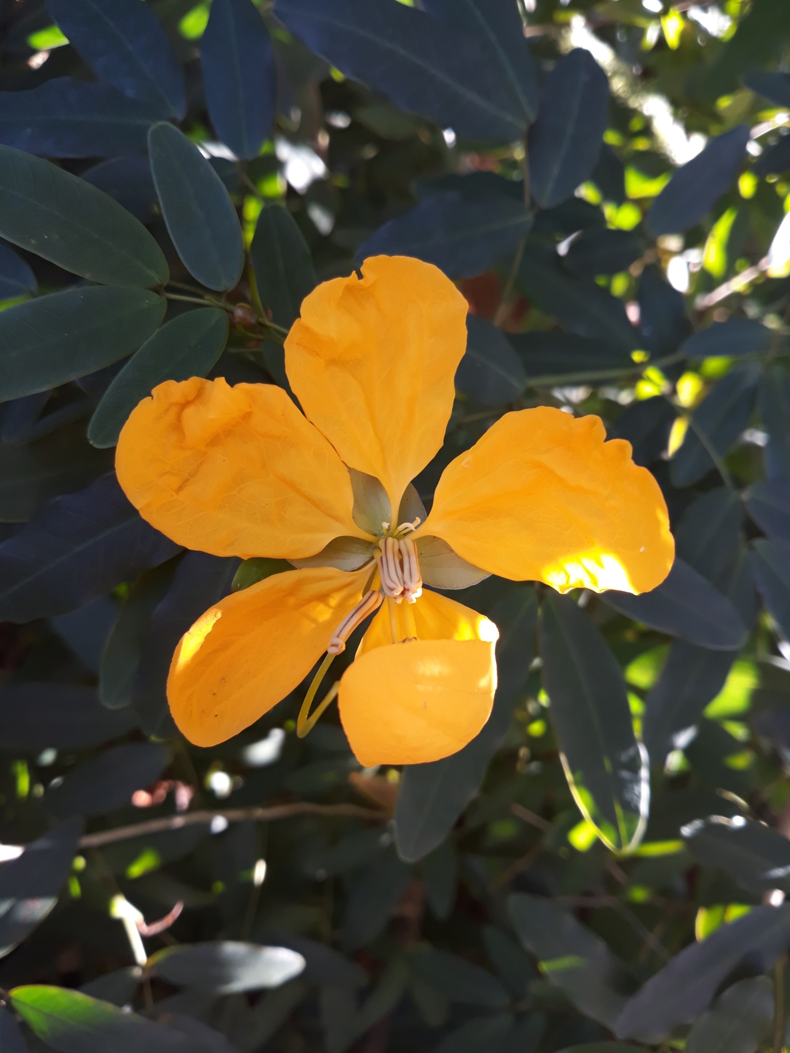 Senna splendida