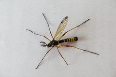 Ctenophora flaveolata