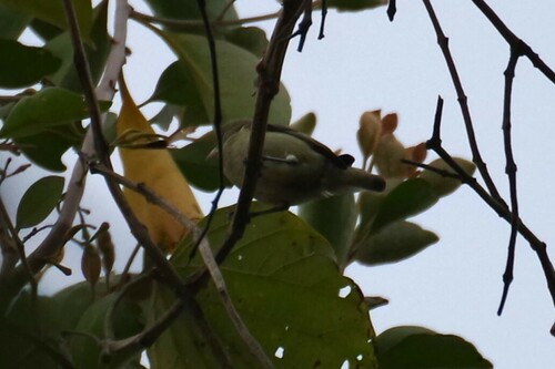 Pale-billed Flowerpecker