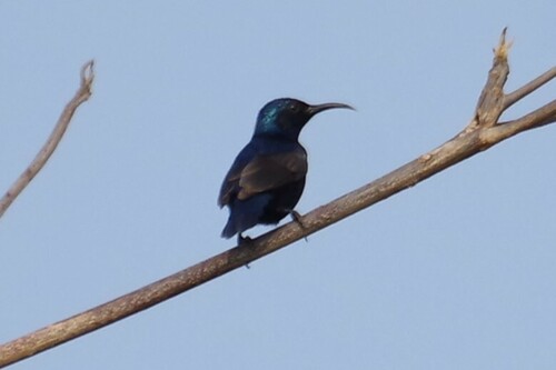 Purple Sunbird