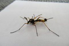 Ctenophora flaveolata