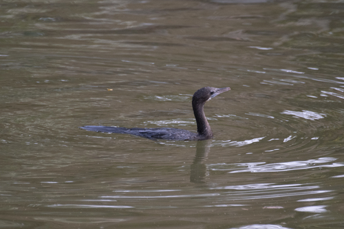 Little Cormorant