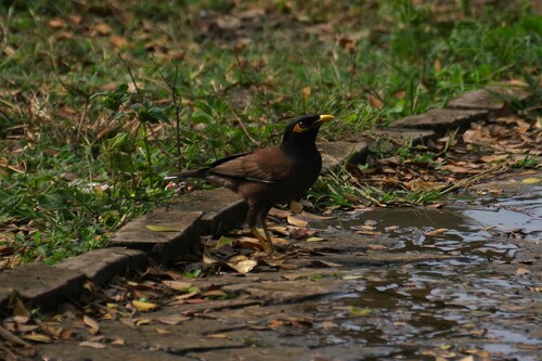 Common Myna