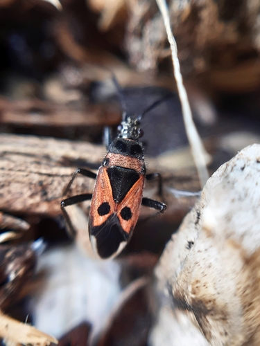 Lasiocoris crassicornis