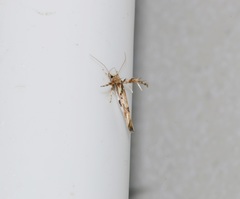 Stathmopoda stimulata