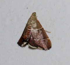 Stemmatophora flavicaput